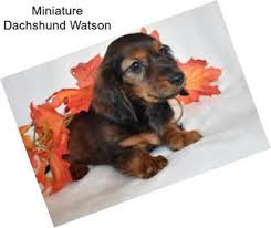 Breeding longhaired,smooths and wires and most colors and patterns, shots, wormed and health guarentee. Dachshund Dogs For Sale In Iowa Agriseek Com