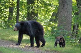 Bear Safety Tips In The Mountains Bear Safety Bear North Carolina Mountains
