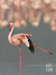 Lesser Flamingo Stretching Wing And Leg Photographic Print Arthur Morris Art Com In 2020 Flamingo Beautiful Birds Flamingo Bird