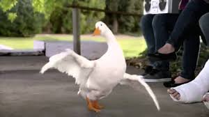 Epic Aflac Breakdancing Duck Commercial Youtube