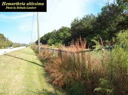 Image result for Hemarthria