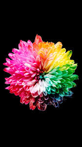 The display can achieve peak brightness of up. Flower Amoled Wallpapers 4k Hd Flower Amoled Backgrounds On Wallpaperbat