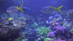 Fish Sea Life Aquariums Animals Nature Stock Footage Ad Life Aquariums Sea Fish Sea Life Animals Aquarium