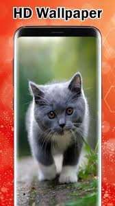 Please wait while your url is generating. 3d Cute Cat Live Wallpaper For Android Apk Download