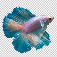 It requires occasional access to the layer of humid air that will form above the water surface. Butterfly Tail Siamese Fighting Fish Butterfly Koi Peaceful Betta Png Clipart Animals Aquarium Betta Blue Breed
