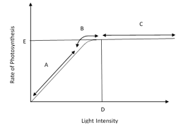 When light hits the surface of the leaf, it is absorbed by chlorophyll pigments. The Figure Shows The Effect Of Light On The Rate Of Class 11 Biology Cbse