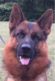 Learn more about vom ehrenschutz german shepherds in illinois. Cooper S German Shepherds Home