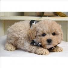 Florida puppy breeders and florida puppies for sale, k9stud has them all. Teddy Bear Puppies For Sale On Long Island New York Come See Make Offer The Buy And Sell Community