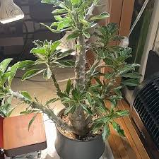 Image result for Pachypodium saundersii