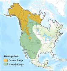 Black Bear Range Map Bear Safety When Camping Tips Tricks Myths And Facts Grizzly Bear Bear Safety Grizzly