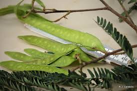 Image result for Albizia chinensis