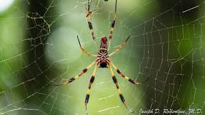 Maybe you would like to learn more about one of these? Golden Silk Spider