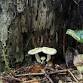 2nd Mushroom-Spotting Walk & Cooking Demonstration - Nehalem Bay State Park, 34600 Garey St Event Image
