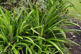 Image result for Pandanus odoratissimus