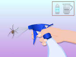 Keep your food sealed so that it will not attract other pests, which will in turn attract spiders. How To Get Rid Of Spiders In The House Get Rid Of Spiders How To Get Rid Of Spiders House Bugs