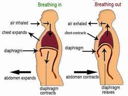 You can sing from your diaphragm by inhaling deeply in such a way that your stomach expands rather than your chest. How To Sing From Your Diaphragm Like The Pros You Love