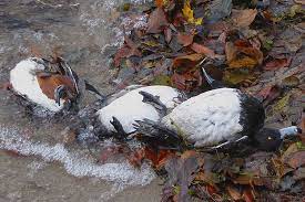 Die vogelgrippe breitet sich weiter in der eu aus. Vogelgrippe Wieder In Deutschland Nabu