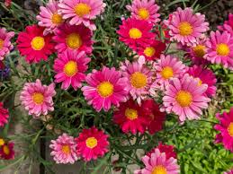 Image result for Helichrysum argyranthum