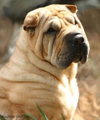 chinese shar pei page auto design tech chinese shar pei shar pei shar pei dog