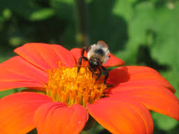 Kingsbridge is situated 2½ km south of little flower montessori school. Summer Montessori Musings