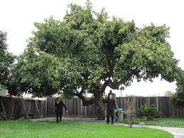 Avocado Tree Pictures Avocado Tree Flickr Photo Sharing Avocado Tree Live Oak Trees Fruit Trees