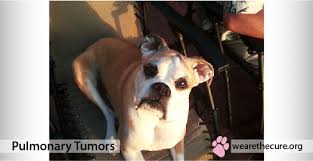 A cure is not possible. Pulmonary Tumors The National Canine Cancer Foundation