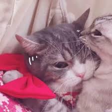  Pin Oleh Star Di Idk Gambar Kucing Lucu Kucing Lucu Kucing Bayi