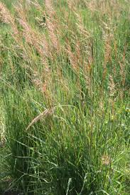 Image result for Sorghastrum