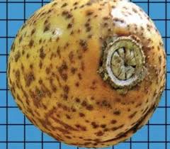 Image result for Pentadesma