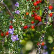 Image result for Lycium