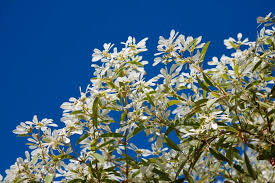 Using the original audio track. Snowflake Bush