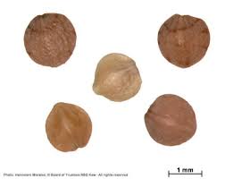 Image result for Pogonospermum ciliatum