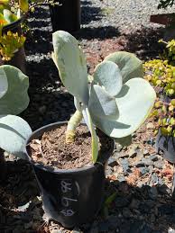 Image result for Kalanchoe