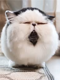 The famous garfield cat is an orange persian tabby cat, or so many believe. Garfield Cat Cute Cat Gloria Love Pets Cats Garfield Cat Sleepy Cat