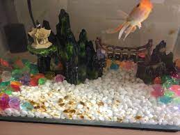Maintain a good filter flow because fungus spreads faster in stagnant water. How To Remove Mold Algae From The Stones In A Fish Tank Pets Stack Exchange