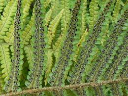 Image result for Ctenitis cirrhosa