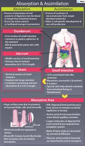 Anatomy of your large intestine your small intestine connects to your large intestine in the lower right part of your belly (abdomen). Absorption And Assimilation Processes Small Intestine Videos Examples