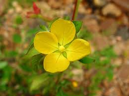 Image result for Onagraceae