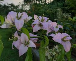 Image result for Bougainvillea
