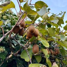 Image result for Actinidia
