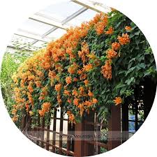 Image result for Pyrostegia