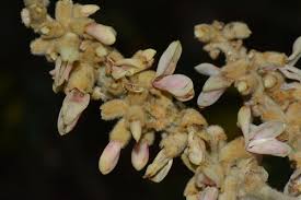 Image result for Leptoderris goetzei