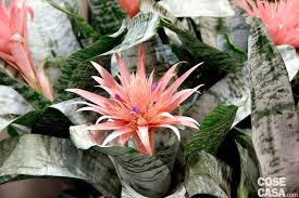 Nomi comuni delle principali specie di piante da appartamento. Aechmea Guzmania Vriesea Splendens 3 Bromeliacee A Casa Cose Di Casa