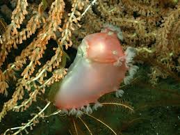 Image result for Tritonia moggii