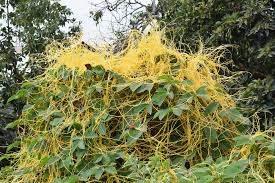 Image result for Cassytha pondoensis