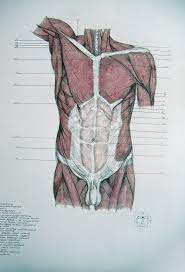 Muscles Of Torso Abdomen By Reinisgailitis On Deviantart Human Anatomy Drawing Human Body Anatomy Body Anatomy