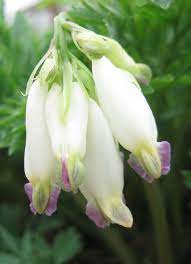 Fern Leaf Bleeding Heart Aurora Dicentra Formosa Fragrant Flowers Shade Plants Bleeding Heart