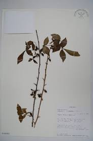Image result for Commiphora pteleifolia