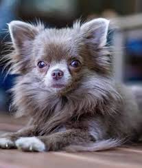 Cream white with large eyes, that says it all. 7 Interesting Apple Head Chihuahua Facts I Love My Chi