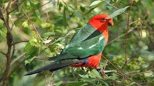 Report On Flora And Fauna Of Sydney Fauna Flora And Fauna Flora